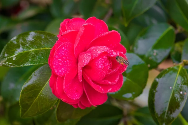 Bees and Camellia — Stock Photo, Image