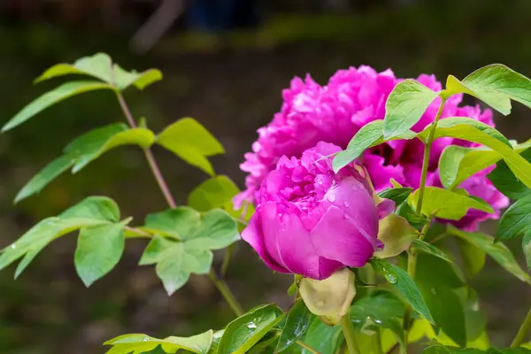 Chinese Peony is a beautiful flower — Stock Photo, Image