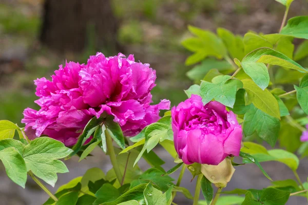 Chinese Peony is a beautiful flower — Stock Photo, Image