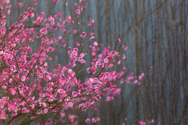 春の梅の花の枝のピンクの花 — ストック写真