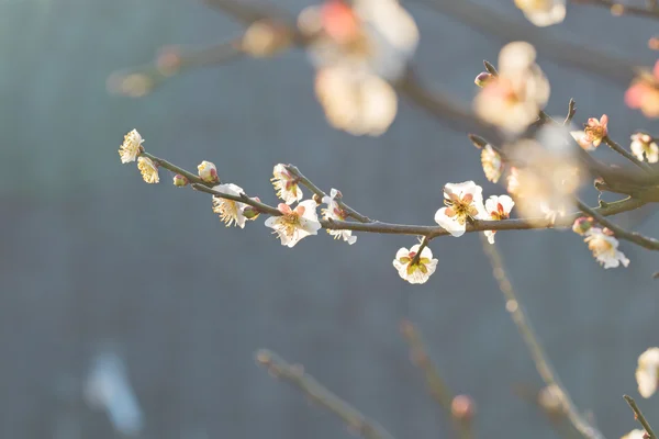 春に白い梅の花. — ストック写真