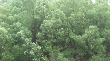 Bir yaz avlu fırtınada