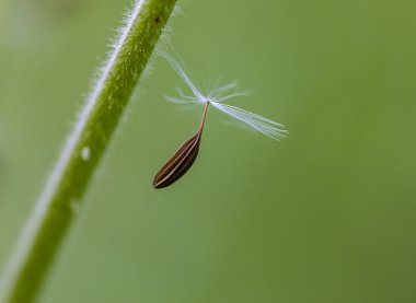Karahindiba tohumları