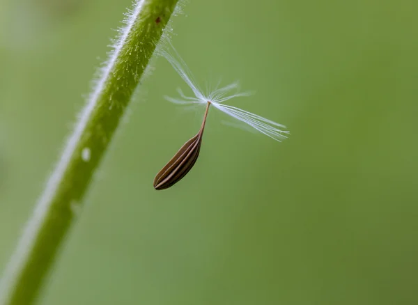 The seeds of dandelion — Stock Photo, Image