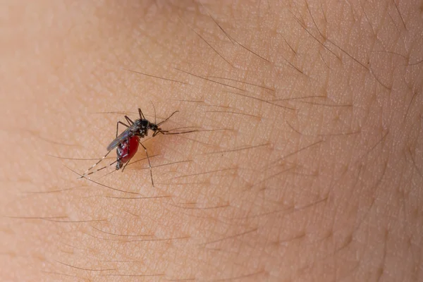 Αίμα-το πιπίλισμα τα κουνούπια — Φωτογραφία Αρχείου