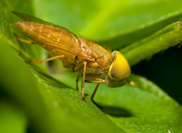 Mosca-do-ladrão (Asilidae), Mosca-do-cavalo — Fotografia de Stock