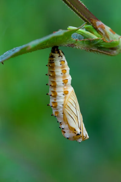 Butterfly chrysalis — Stock Photo, Image