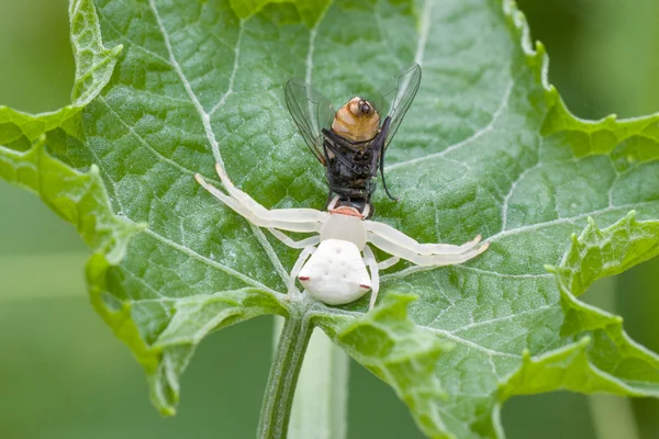 Un ragno bianco grasso triangolo — Foto Stock