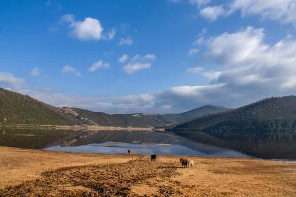 Paarden roaming gratis op Shudu Lake op Shangri-la — Stockfoto