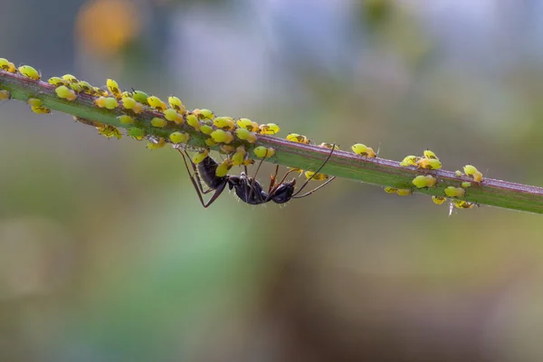 A formiga negra em pulgões — Fotografia de Stock