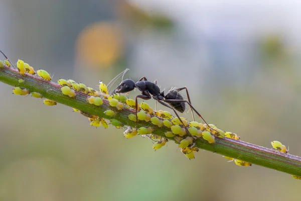 La formica nera negli afidi al pascolo — Foto Stock