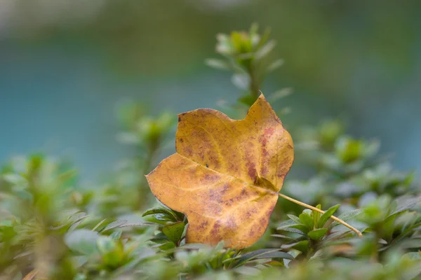 Autumn. Falling leaves — Stock Photo, Image