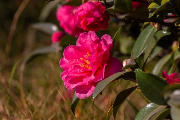 Camellia flower - Chinases Camellia flower — Stock Photo, Image