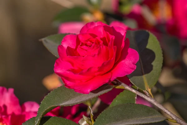 Camellia flower - Chinases Camellia flower — Stock Photo, Image