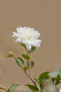 Camellia flower - Chinases Camellia flower clipart
