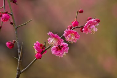 Bahar Erik çiçeği dalları çiçek pembe