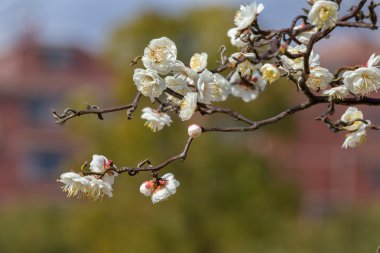 Bahar beyaz Erik çiçekleri