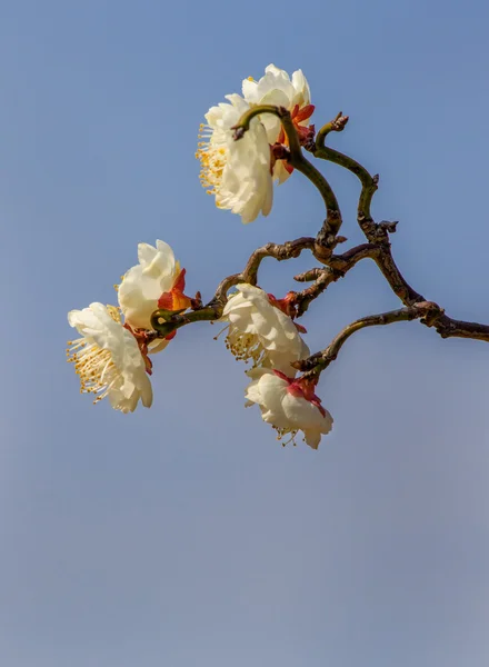 春に白い梅の花 — ストック写真