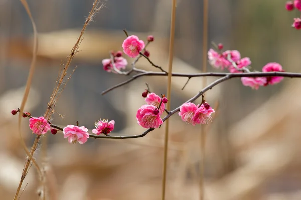 春の梅の花の枝のピンクの花 — ストック写真