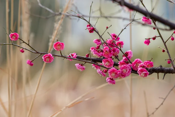 春の梅の花の枝のピンクの花 — ストック写真