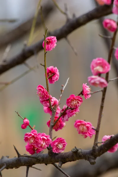 春の梅の花の枝のピンクの花 — ストック写真