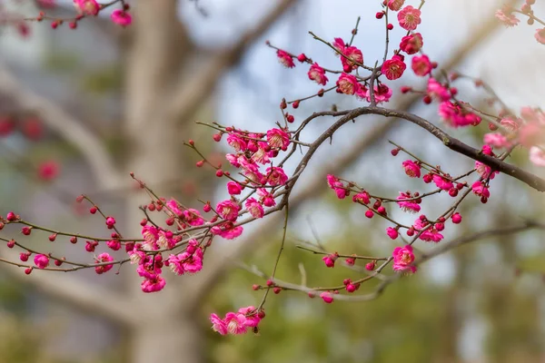 春の梅の花の枝のピンクの花 — ストック写真