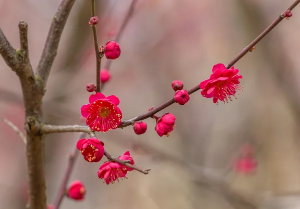 春の梅の花の枝のピンクの花 — ストック写真