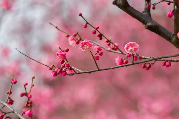 봄 매 화 꽃 가지 핑크 꽃 — 스톡 사진