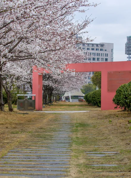 Цветущая Сакура в марте — стоковое фото