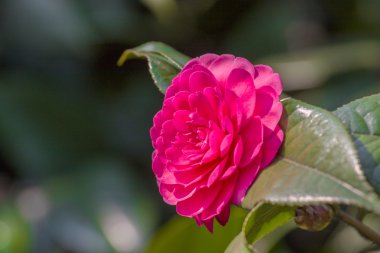 Kamelya çiçeği - Chinases kamelya çiçeği