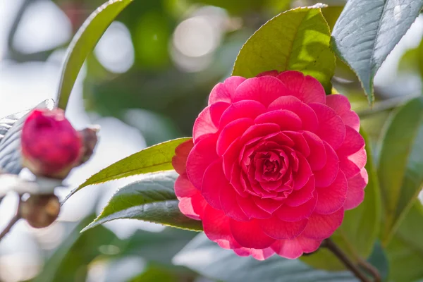 Camellia flower - Chinases Camellia flower — Stock Photo, Image