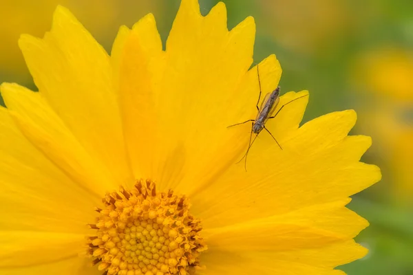 Insects on the Golden chrysanthemum Flower
