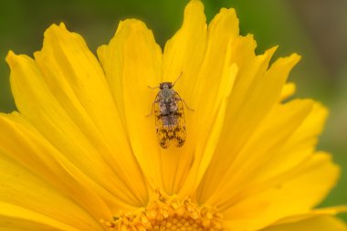 Insects on the Golden chrysanthemum Flower