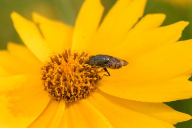 Insects on the Golden chrysanthemum Flower