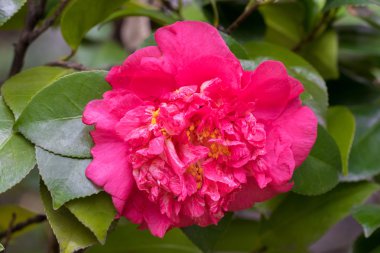 Kamelya çiçeği - Chinases kamelya çiçeği