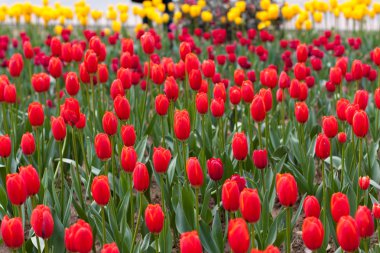 Yeşil bir arka plan üzerinde kırmızı lale 