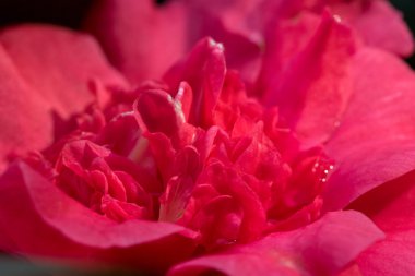 güzel pembe kamelya