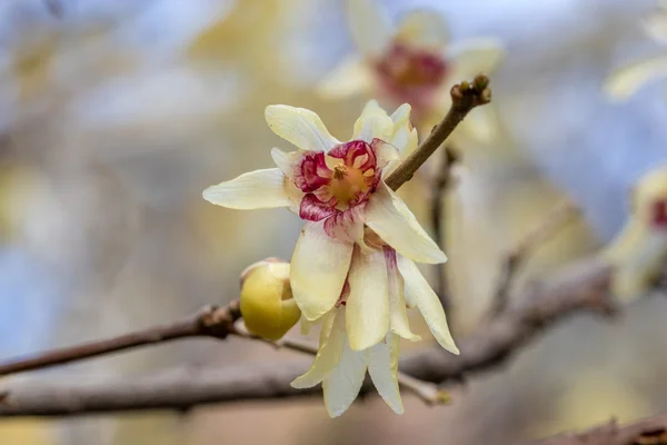 Tam Bloom kış Sweet