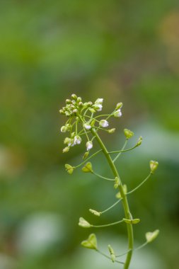 Çoban lahanasının enfeksiyonu