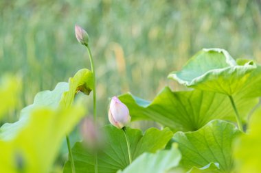 Lotus çiçeği Bahçe.