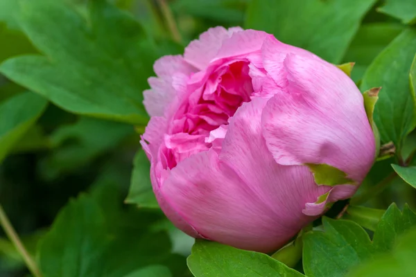 Chinese Peony is a beautiful flower — Stock Photo, Image