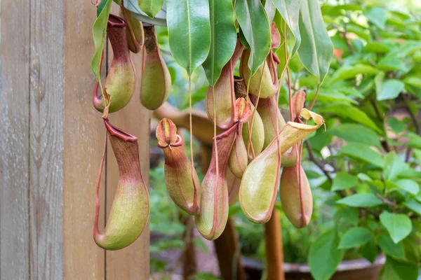 Predator sivrisinek bitkiler-Nepenthes