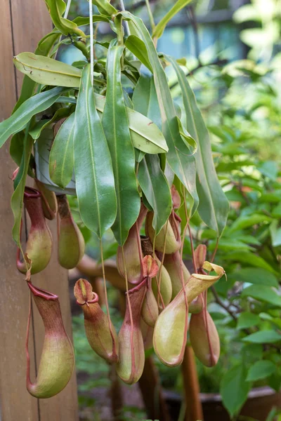Predator sivrisinek bitkiler-Nepenthes