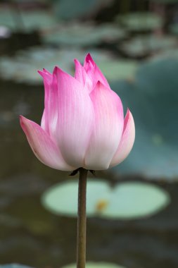 Lotus çiçeği.