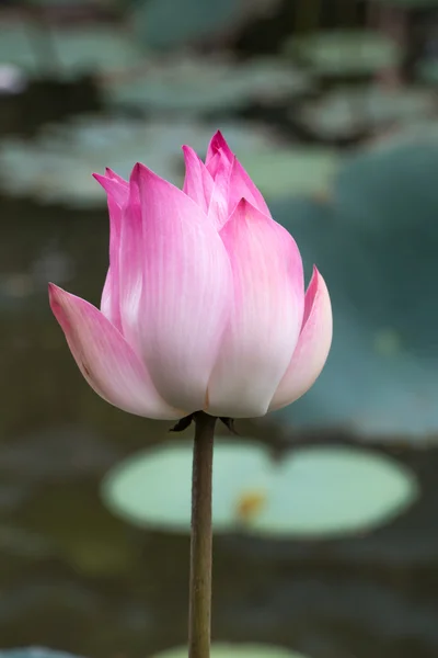 Lotus çiçeği.