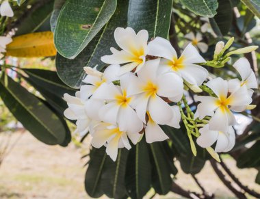 Evergreen Frangipani, mezarlık çiçek, Pagoda ağaç, tapınak ağacı