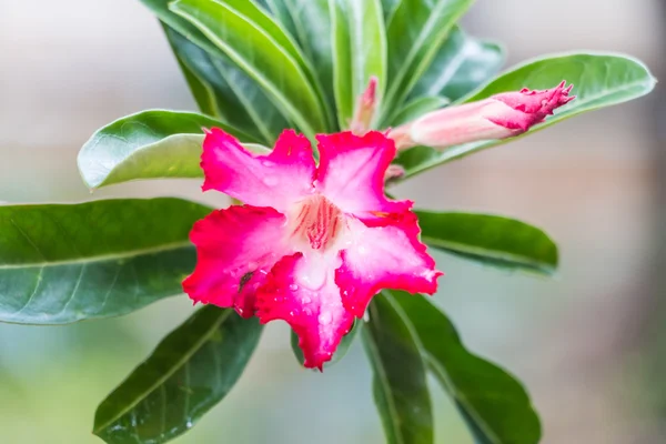 Çiçeği Impala Lily, Adenium obesum kapatın arka plan
