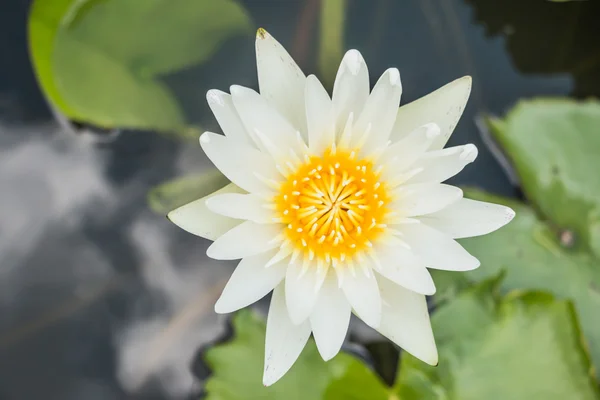 su birikintisi arka plan üzerinde beyaz lotus