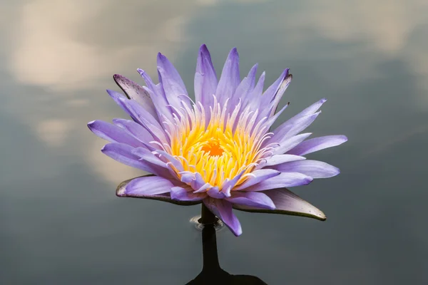 Su birikintisi arka planda üzerinde mavi lotus