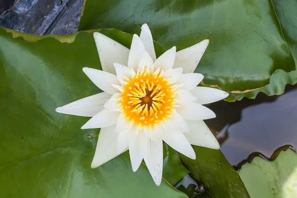 White lotus on the pond in background — Stock Photo, Image